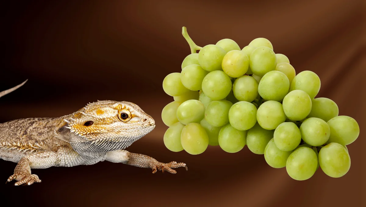 can bearded dragon eat graps