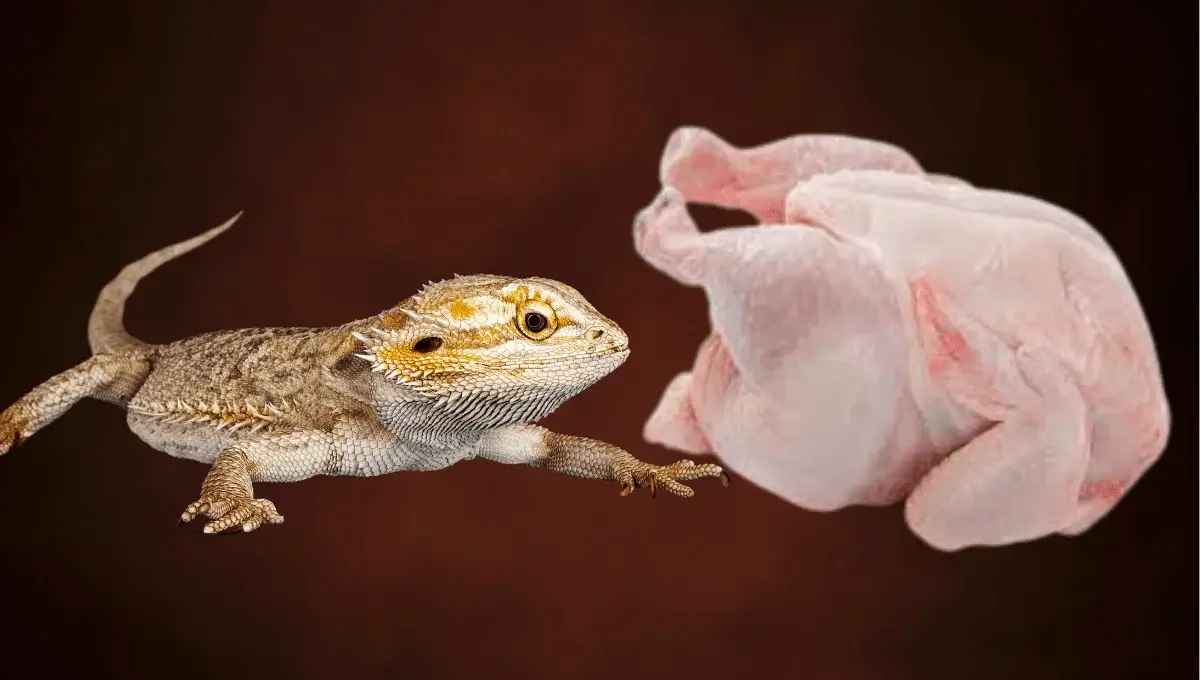 Can Bearded Dragon Eat Chicken