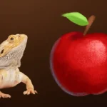 Can Bearded Dragon Eat apple