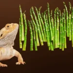 Can Bearded Dragons Eat Asparagus