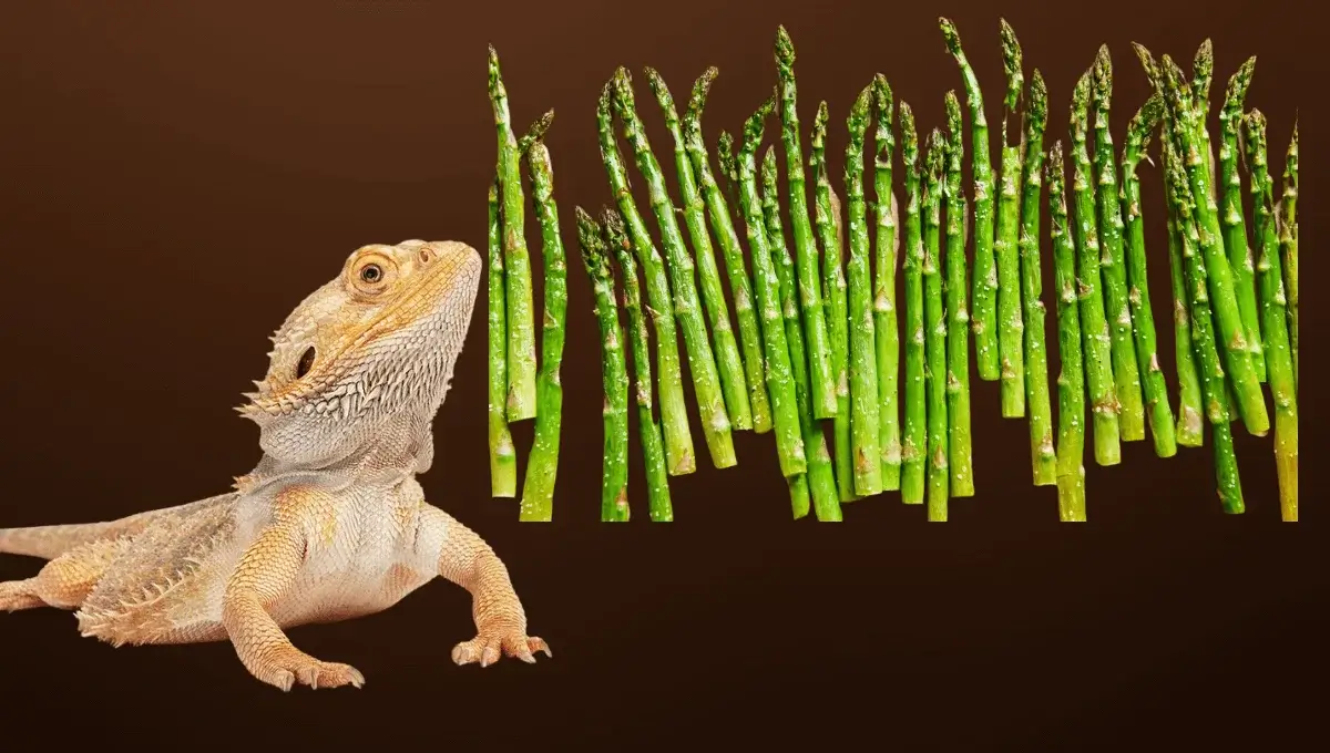 Can Bearded Dragons Eat Asparagus