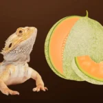 Can Bearded Dragon eat Honeydew