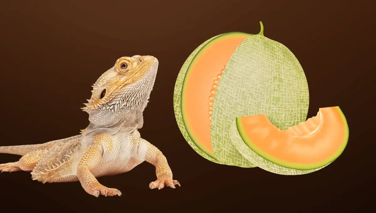 Can Bearded Dragon eat Honeydew