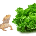 can bearded dragon eat lettuce