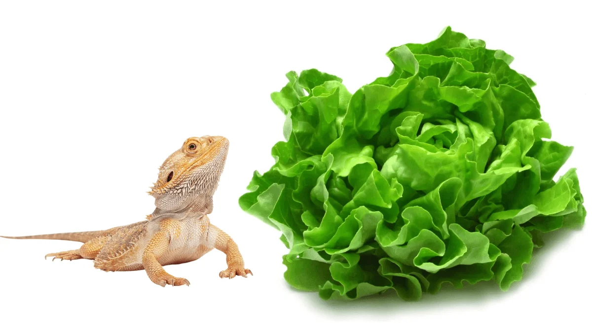 can bearded dragon eat lettuce