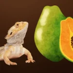 Can Bearded Dragon eat pappya