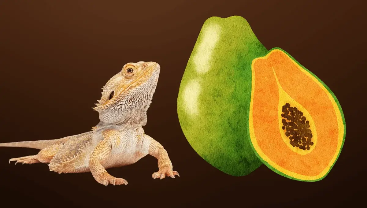 Can Bearded Dragon eat pappya