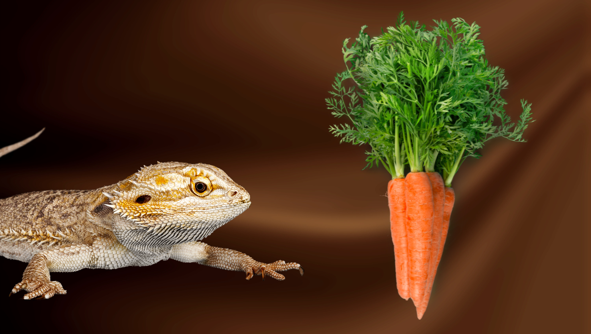 can bearded dragon eat carrot greens