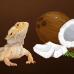 can bearded dragon eat coconut