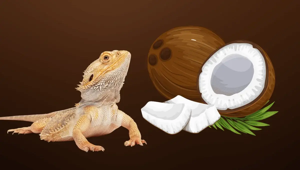 can bearded dragon eat coconut