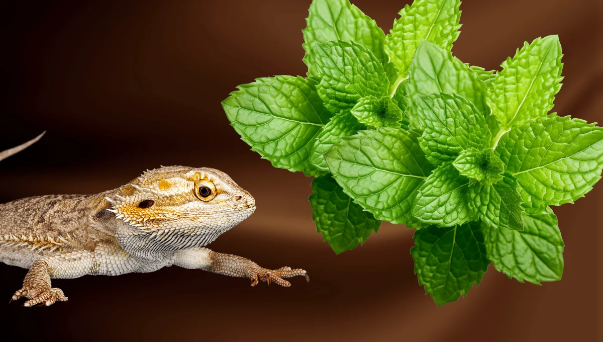 can bearded dragons eat mint