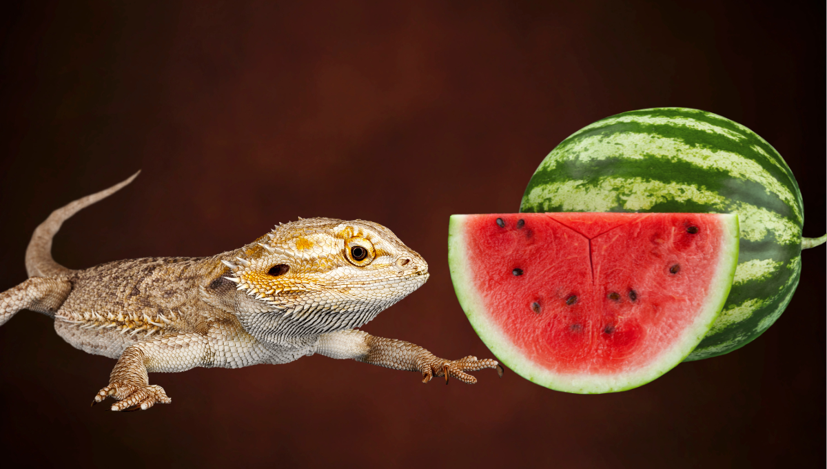 can bearded dragon eat watermelon