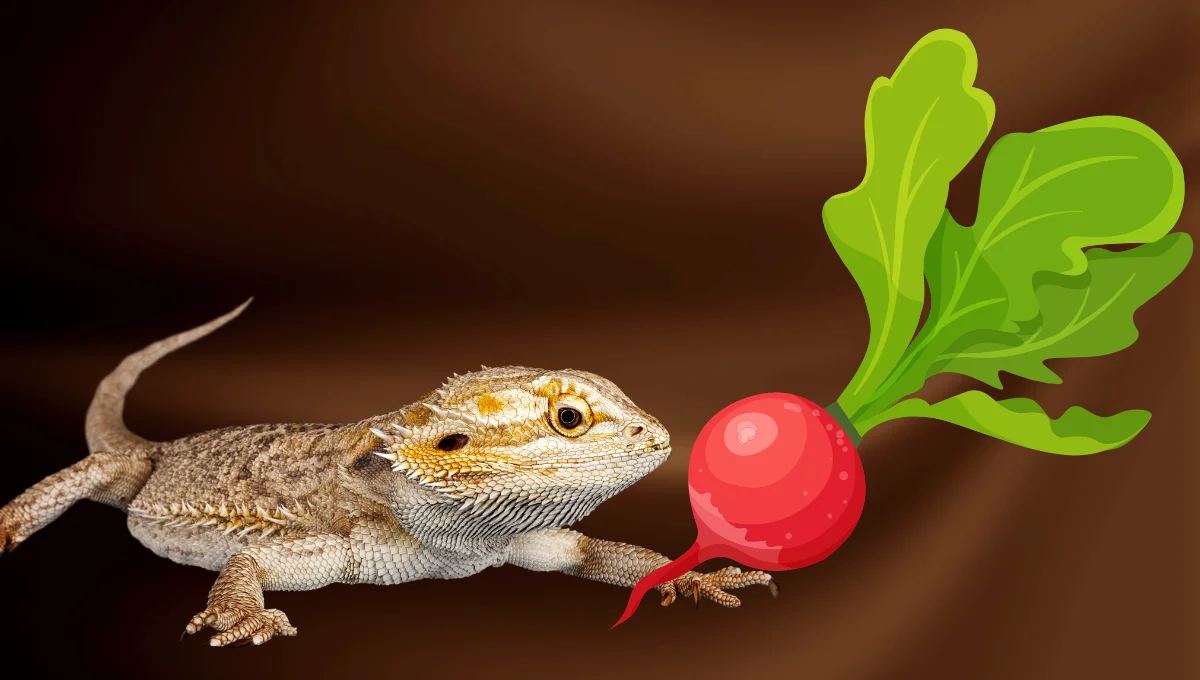 can bearded dragons eat radish